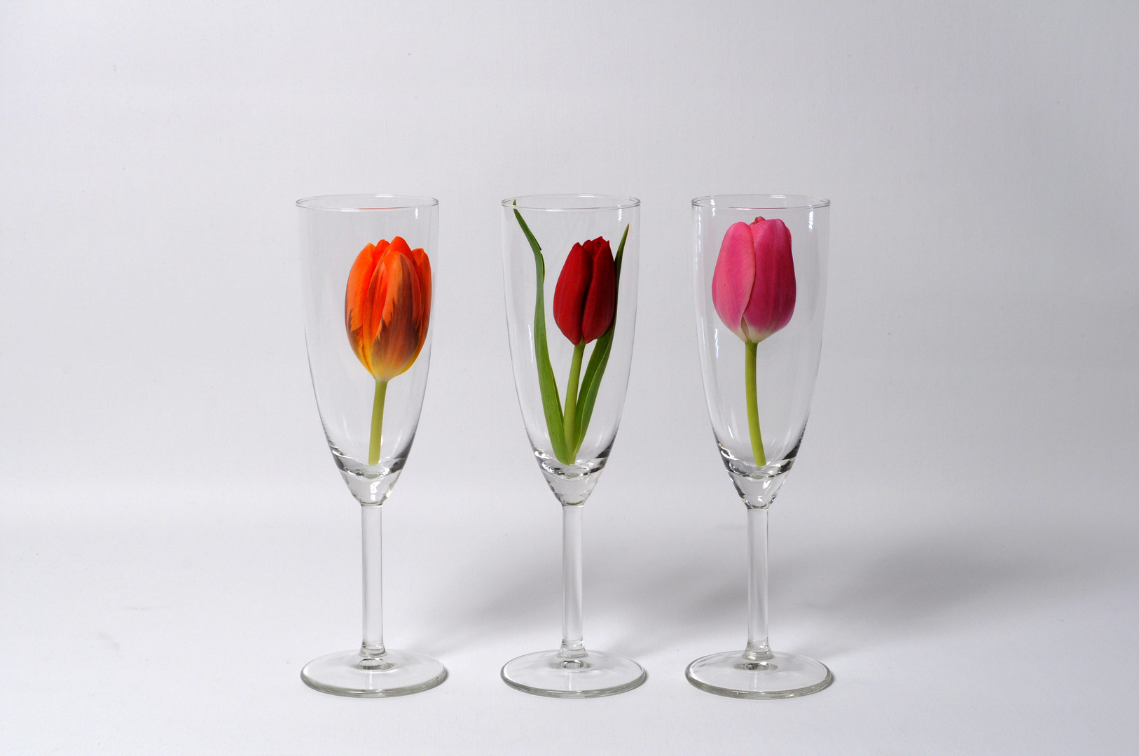 Tulpen im Glas