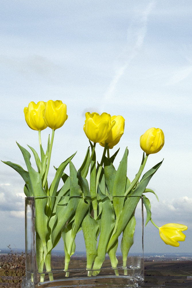 Tulpen im Glas