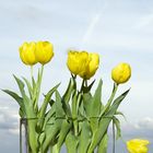 Tulpen im Glas