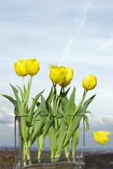 Tulpen im Glas