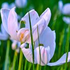 Tulpen im Gras