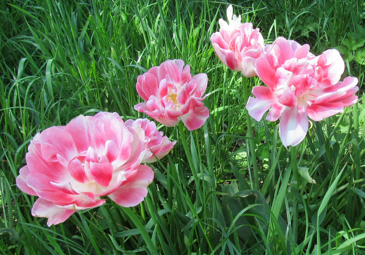 Tulpen im Gras 