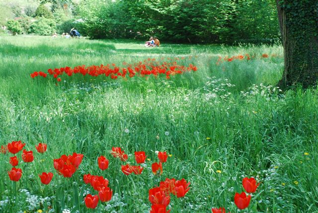 Tulpen im Gras auf der Insel Mainau