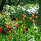 Tulpen im Grünen