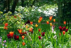 Tulpen im Grünen