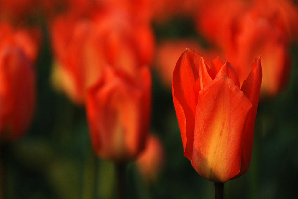 Tulpen im Grugapark Essen