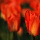 Tulpen im Grugapark Essen