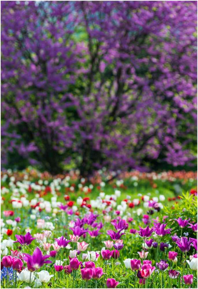 Tulpen im Hermannshof