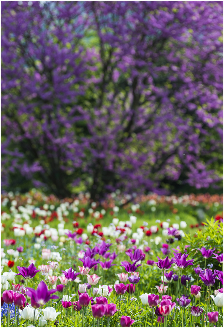 Tulpen im Hermannshof