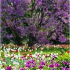 Tulpen im Hermannshof