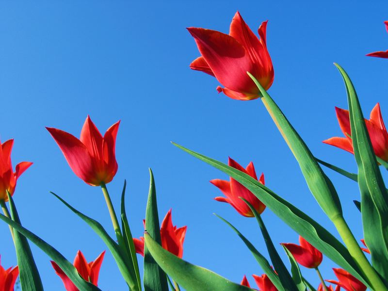 Tulpen im Himmel