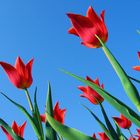 Tulpen im Himmel