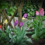 Tulpen im Hochbeet
