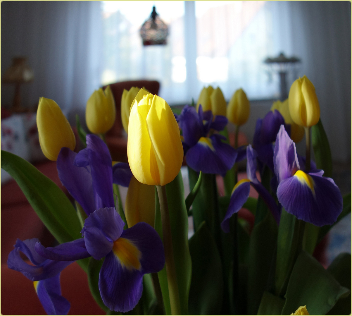 Tulpen-im-Januar-