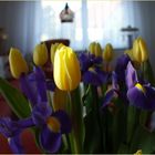 Tulpen-im-Januar-