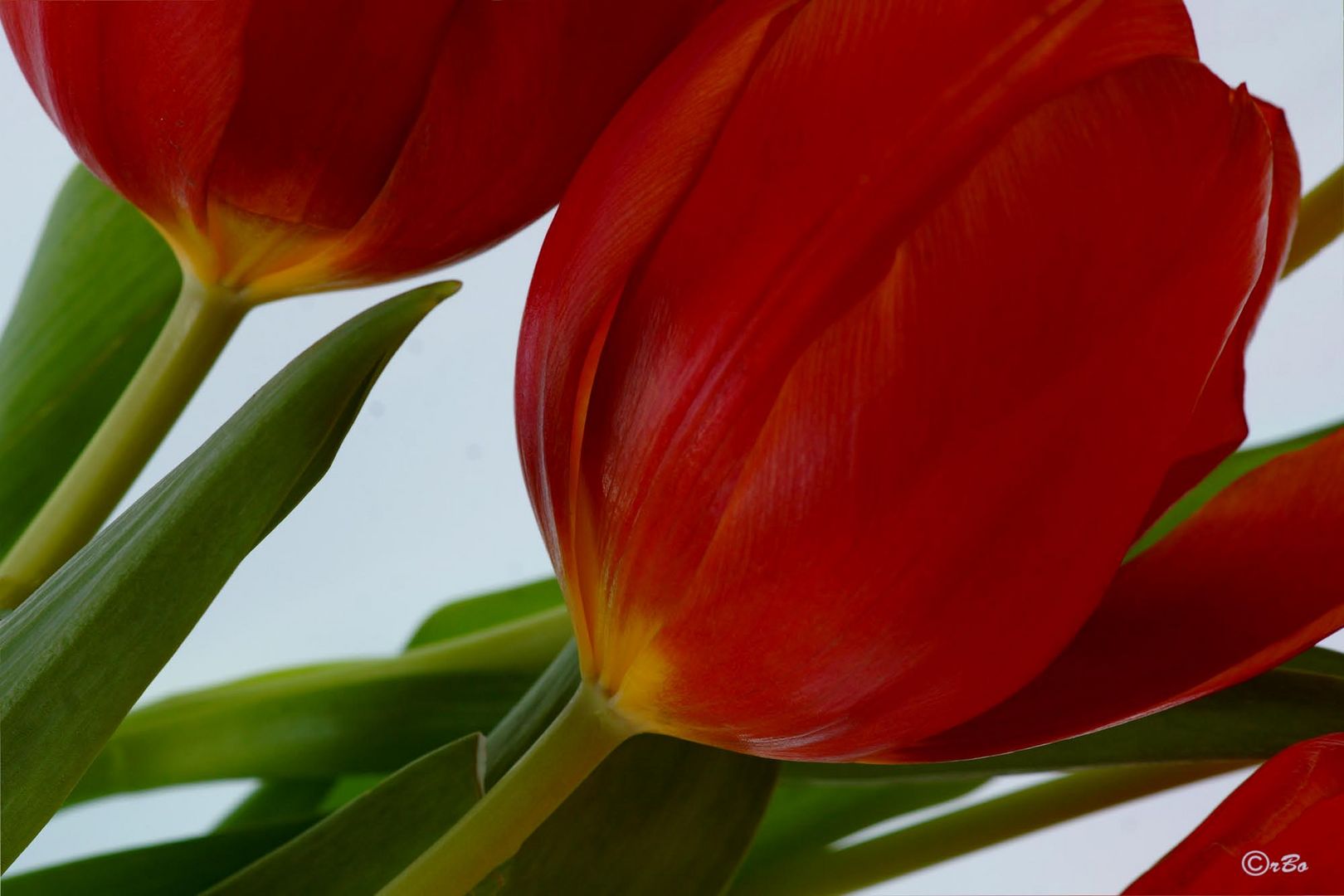 Tulpen im Januar Foto & Bild pflanzen, pilze & flechten, blüten