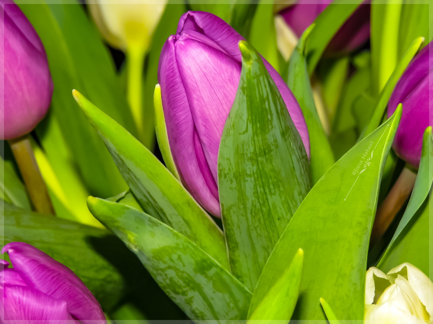 Tulpen im Januar 