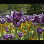 Tulpen im Jardin du Luxembourg