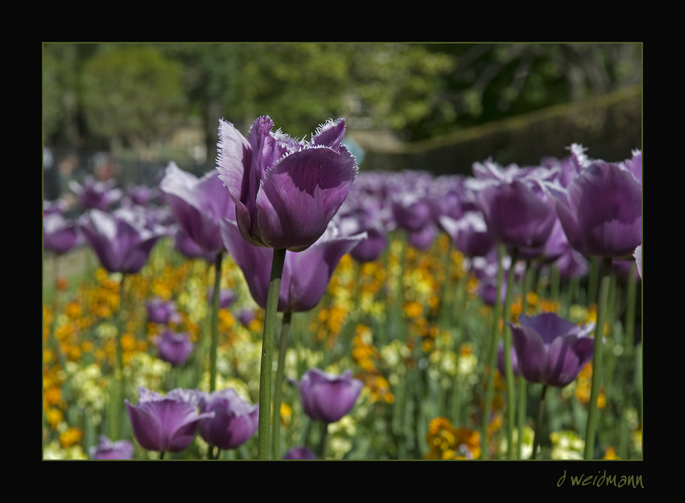 Tulpen im Jardin du Luxembourg