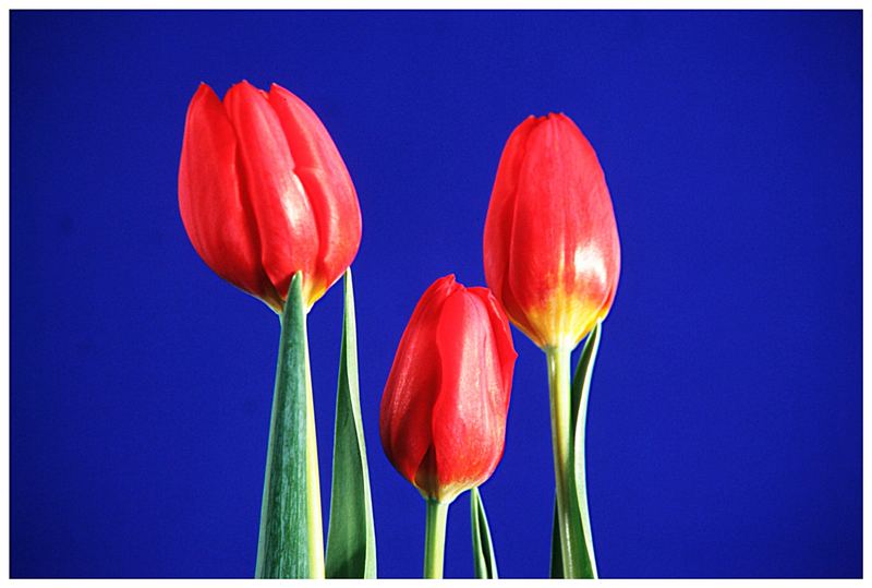 Tulpen im KaltWarmKontrast Foto &amp; Bild pflanzen, pilze &amp; flechten
