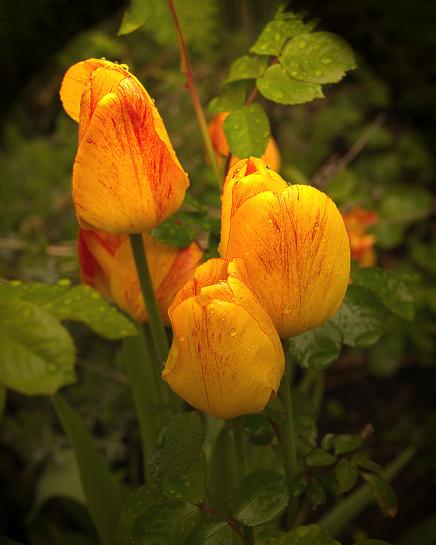 Tulpen im Karin`s garten