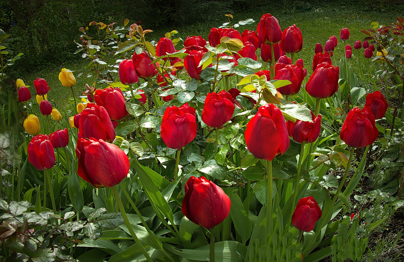 Tulpen im Karinsgarten II 