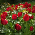 Tulpen im Karinsgarten II 