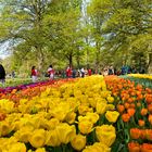 Tulpen im Keukenhof