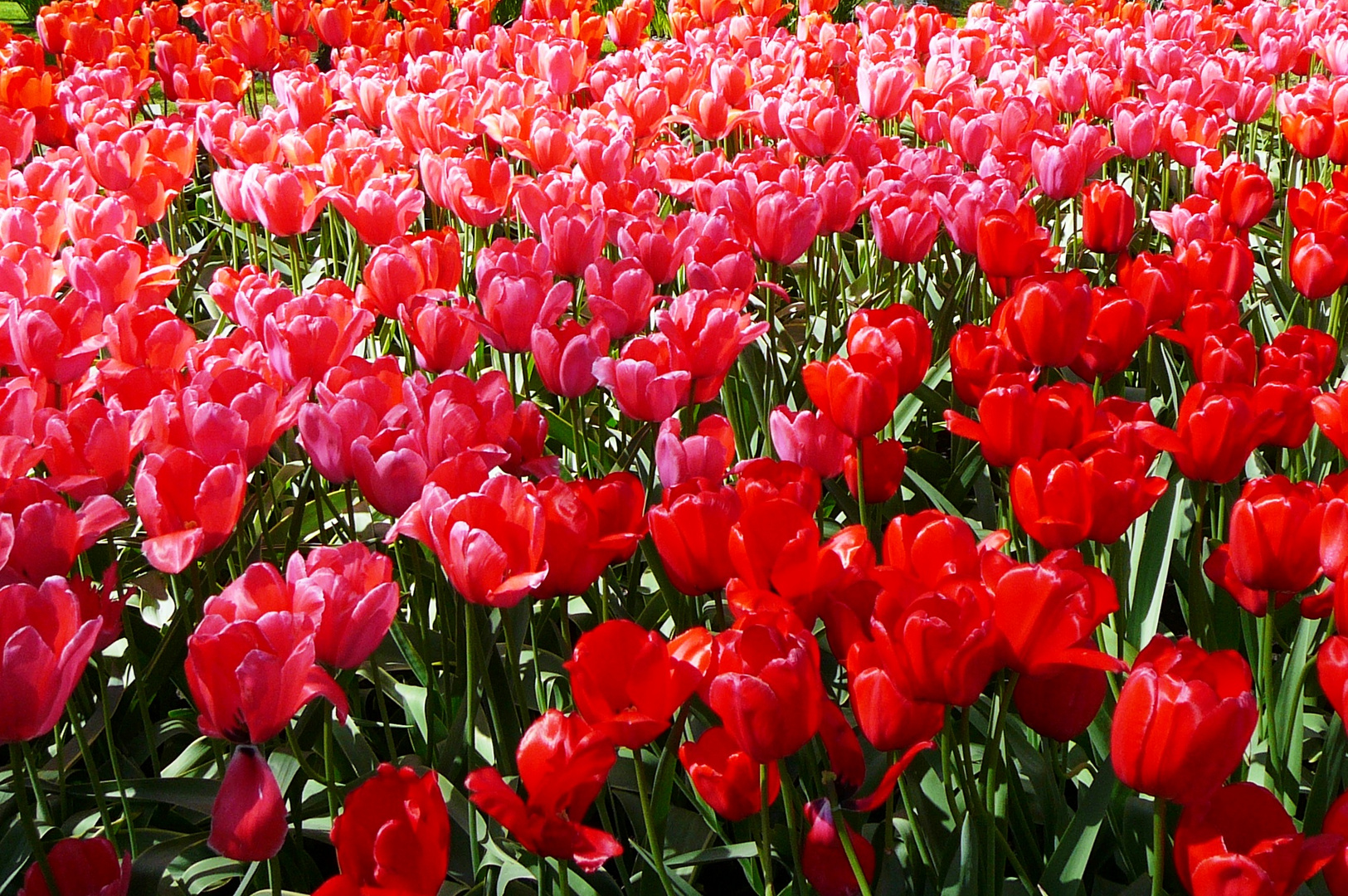 Tulpen im Keukenhof