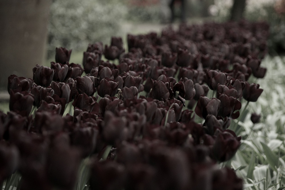 Tulpen im Keukenhof