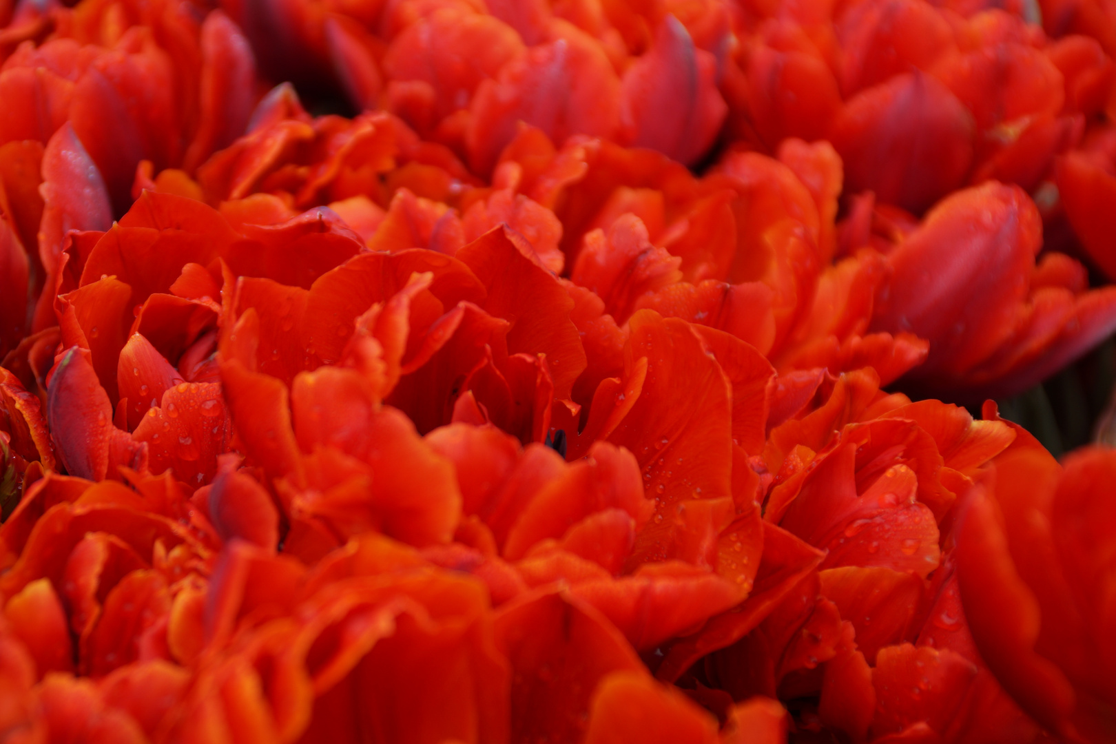 Tulpen im Keukenhof