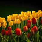 Tulpen im Keukenhof, Niederlande