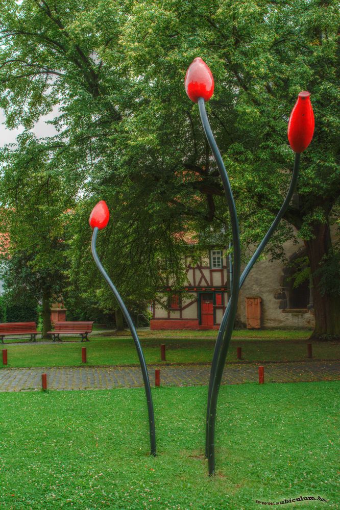 Tulpen im Kirchgarten