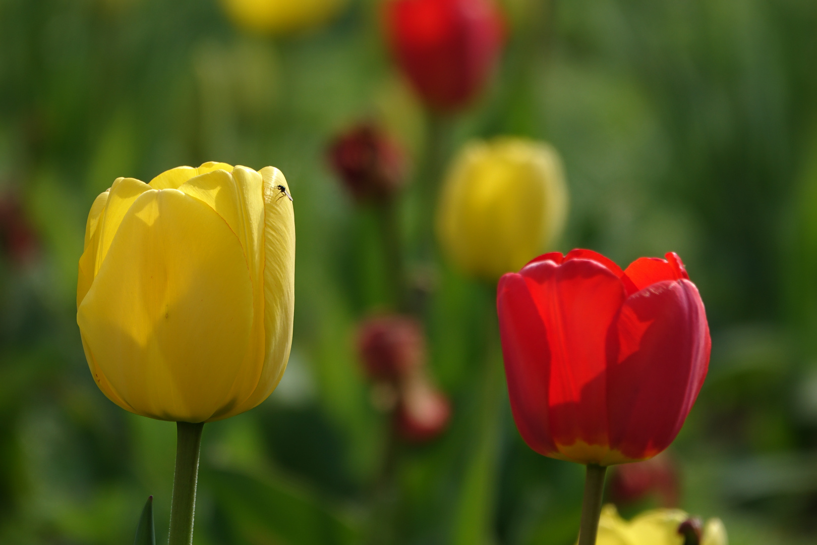 Tulpen im Kurpark von Bad Hersfeld