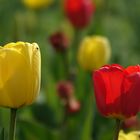 Tulpen im Kurpark von Bad Hersfeld