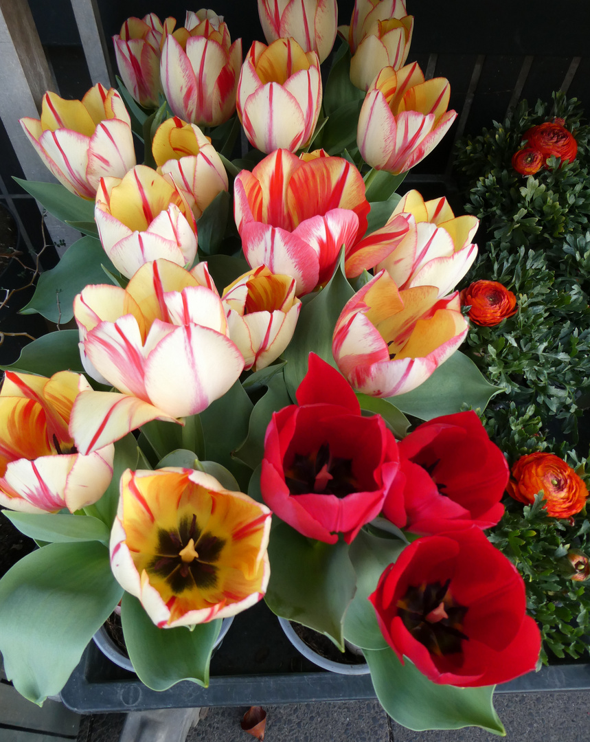 Tulpen im Laden