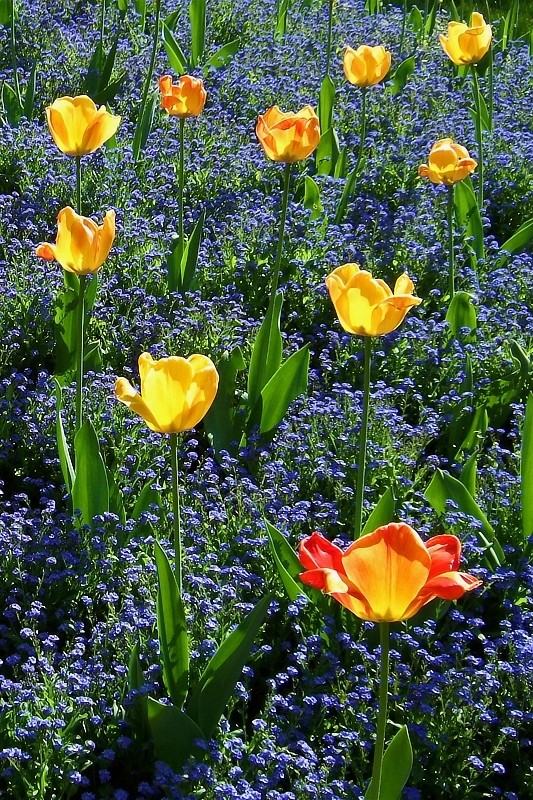 Tulpen im Licht