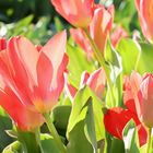 Tulpen im Licht (2019_04_01_EOS 6D Mark II_1260_ji)