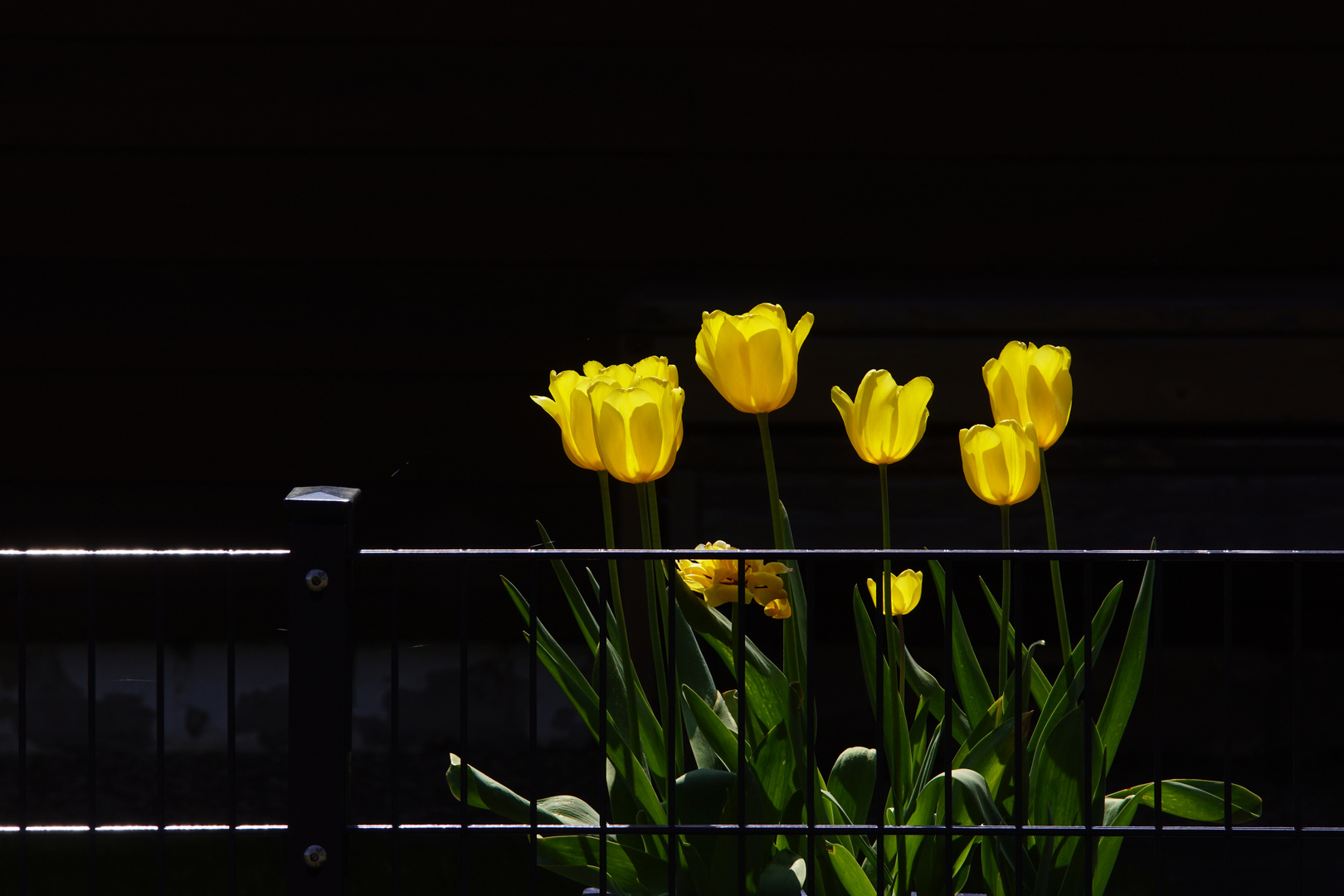 Tulpen im Licht.