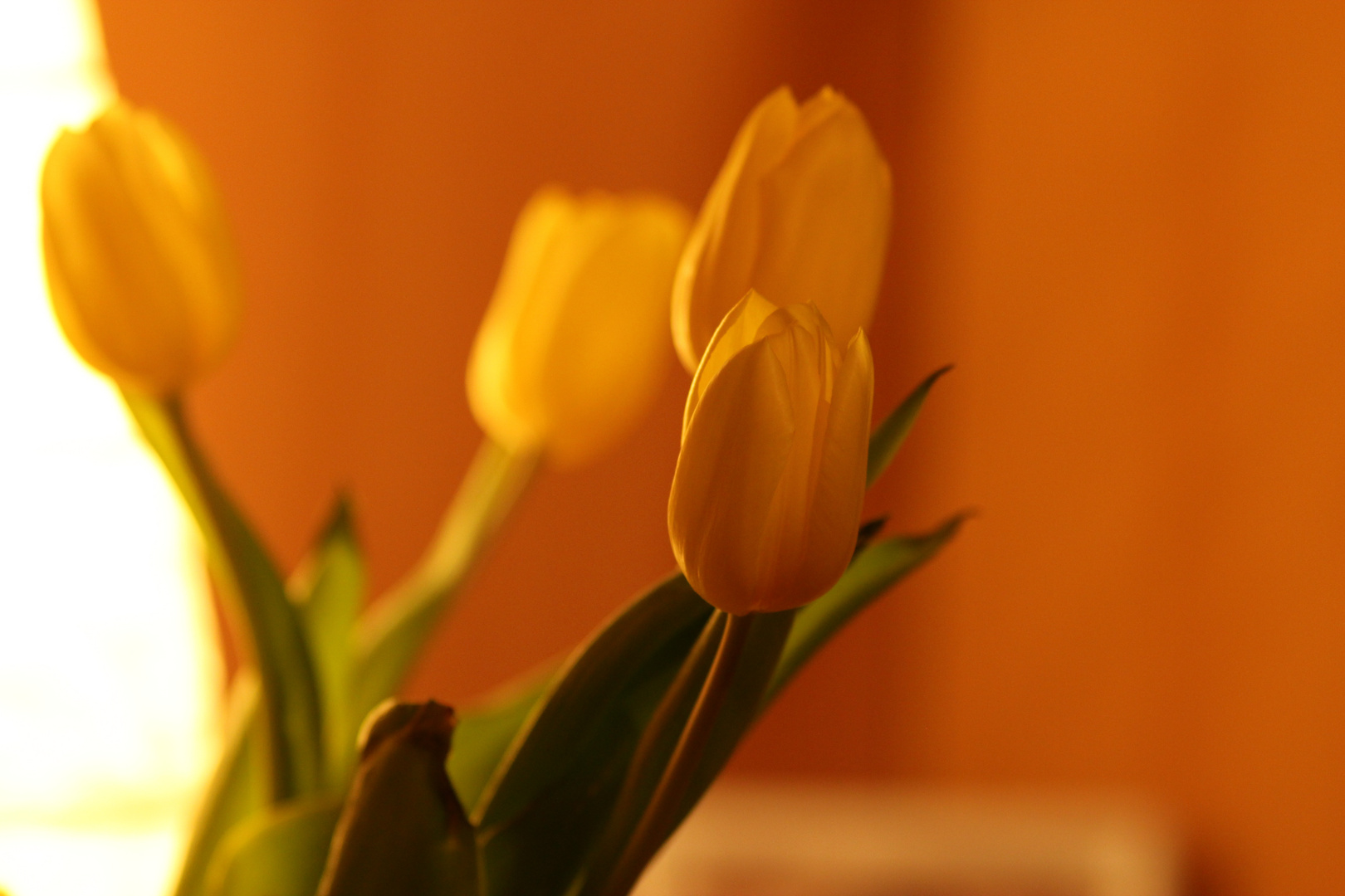 Tulpen im Licht...