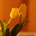 Tulpen im Licht...