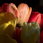 Tulpen im Licht