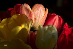 Tulpen im Licht