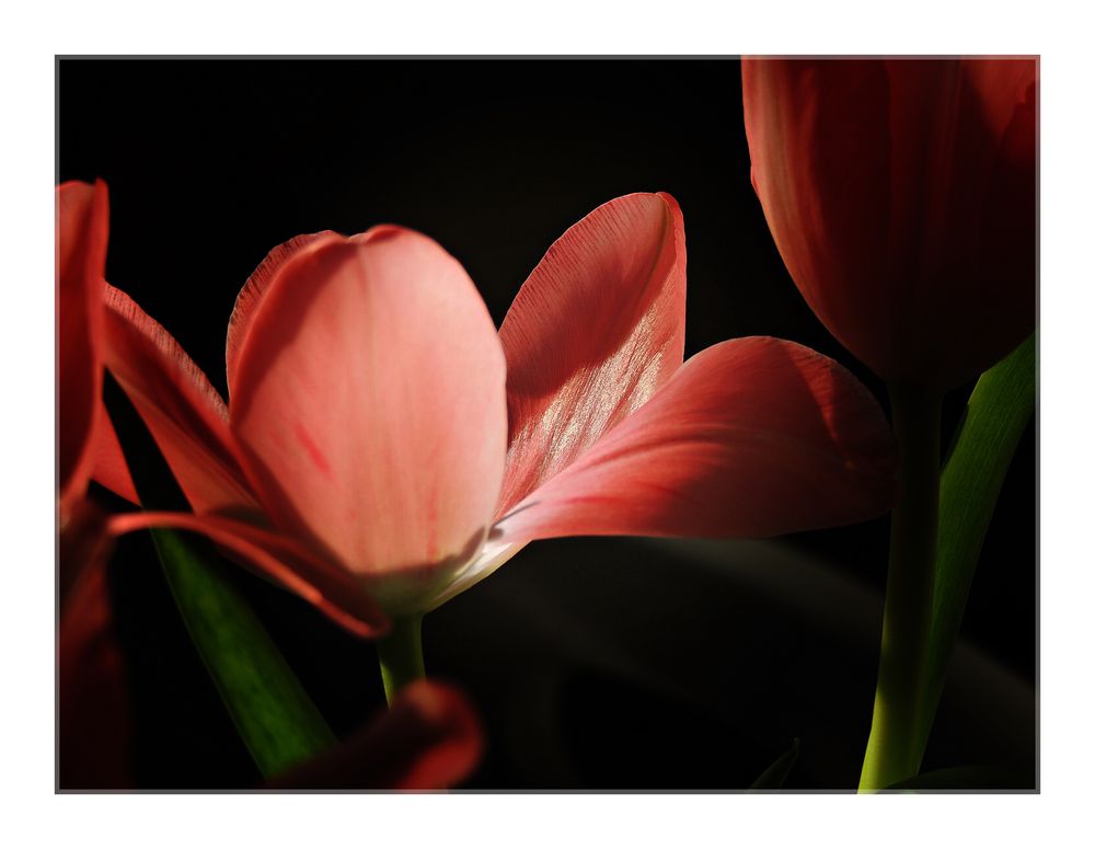 Tulpen im Licht