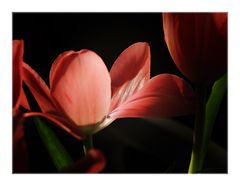 Tulpen im Licht