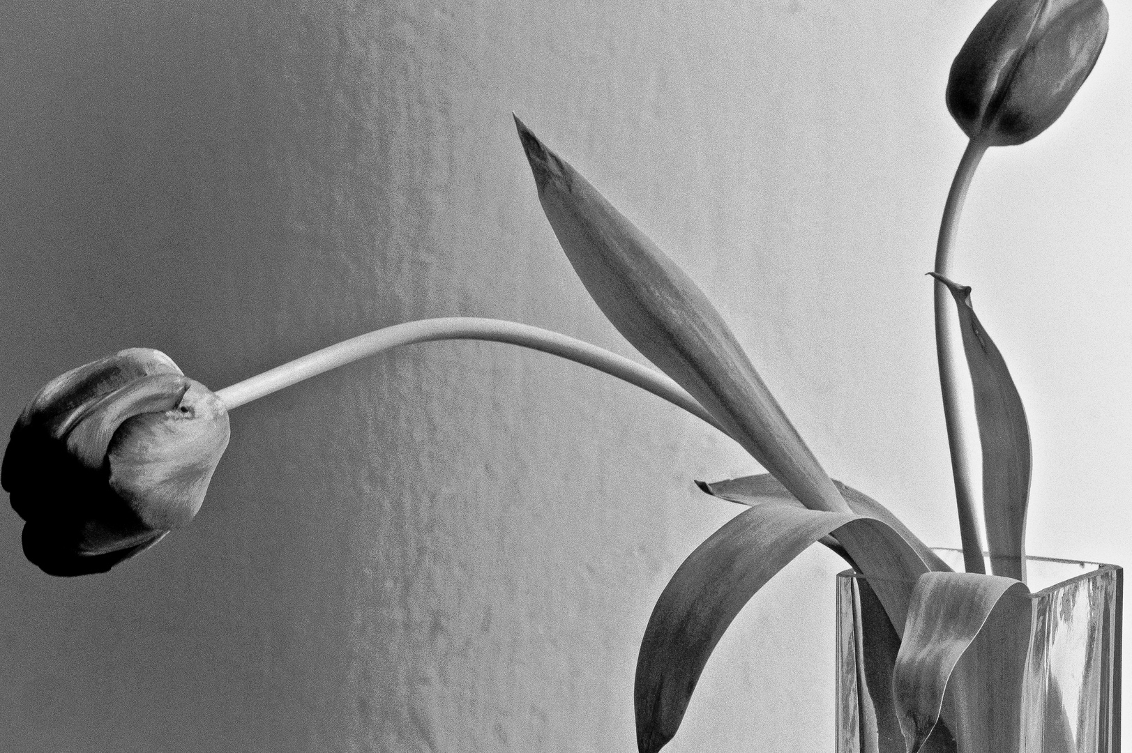 Tulpen im Licht