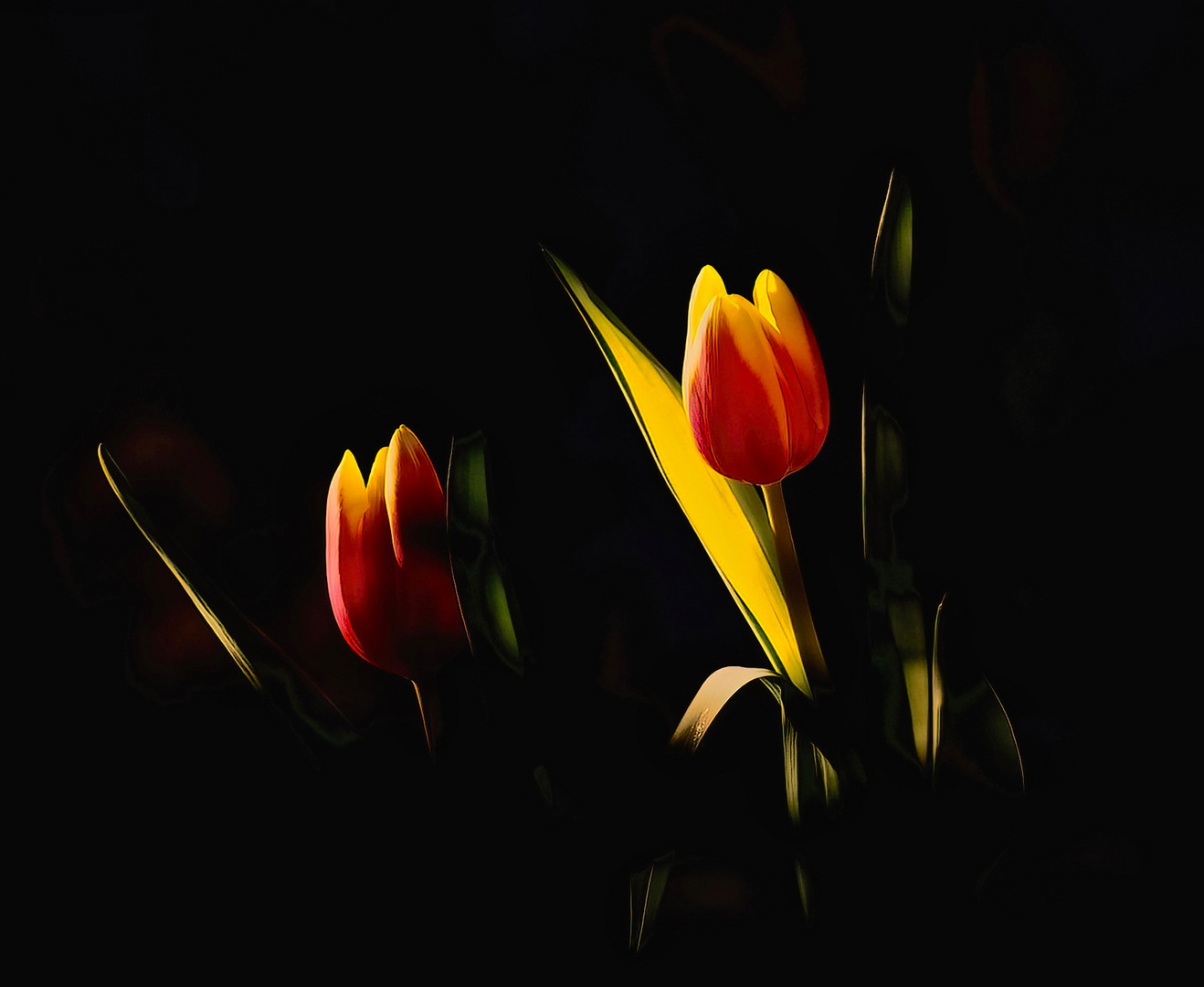 Tulpen im Licht...