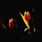 Tulpen im Licht...