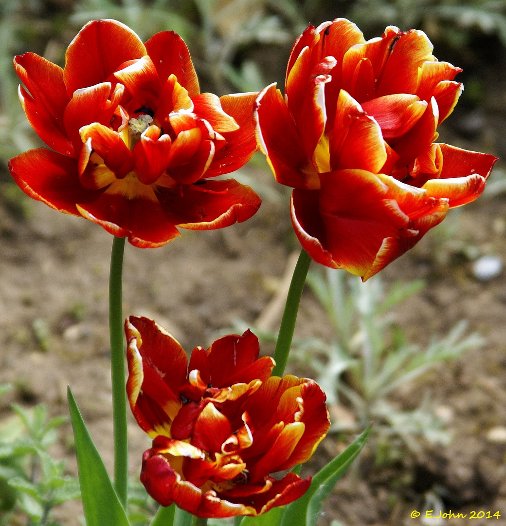 Tulpen im Mai