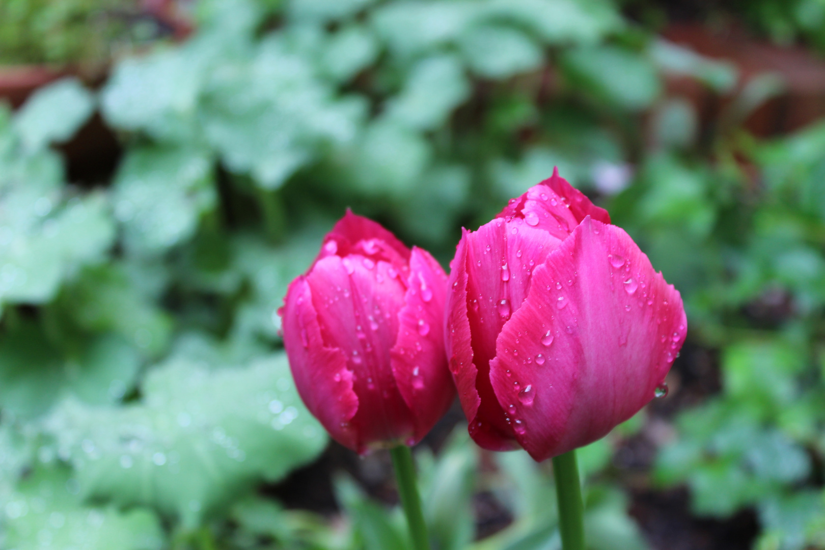 Tulpen im Mai 2